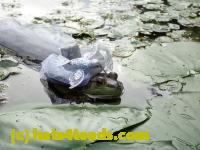 /home//u458753944/public_html/sourcegallery//Frogs/More bullfrogs/P8180181.JPG
